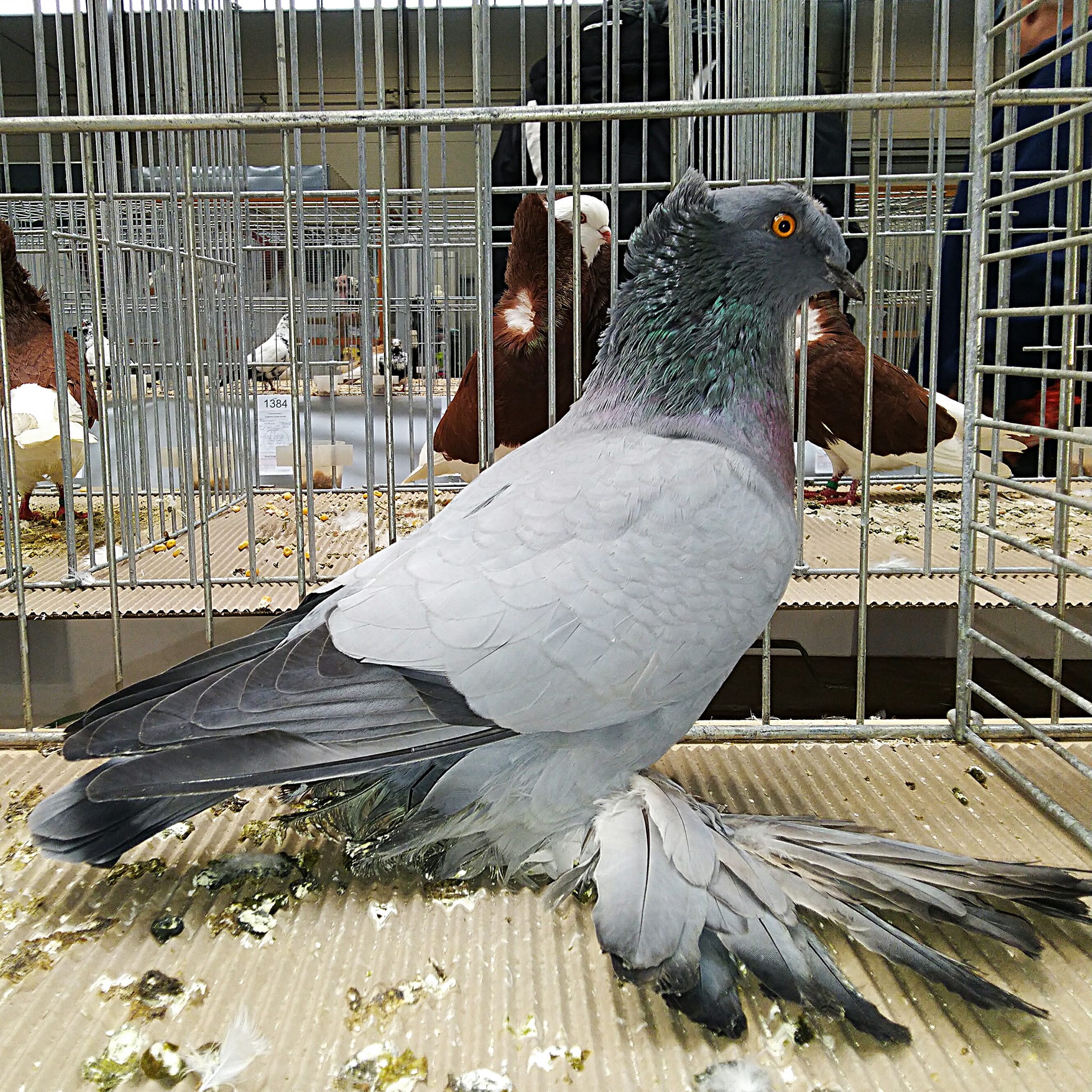Čb modrý (4)