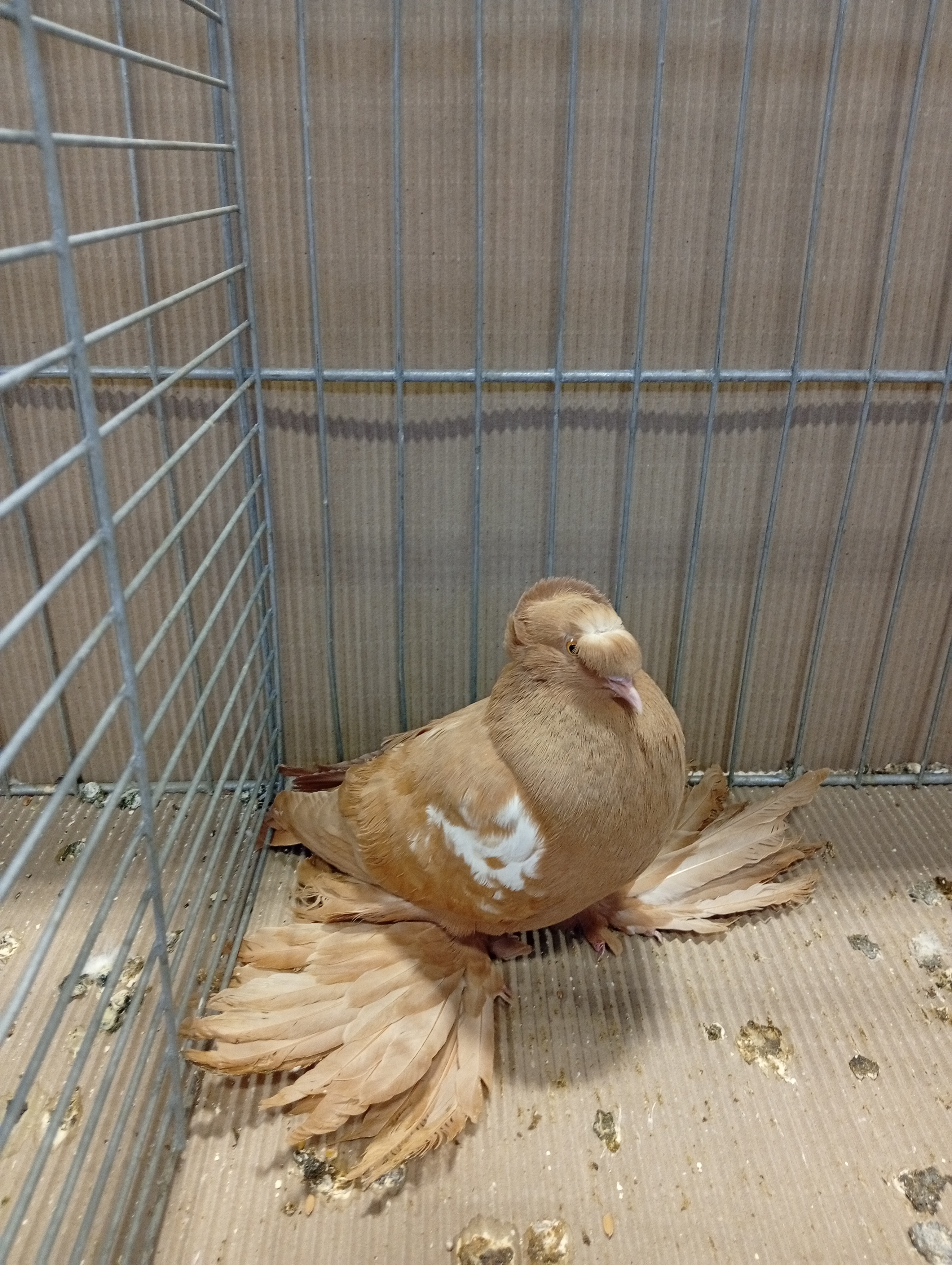 Lysá nad Labem 9 . - 10.1.2026 (1)