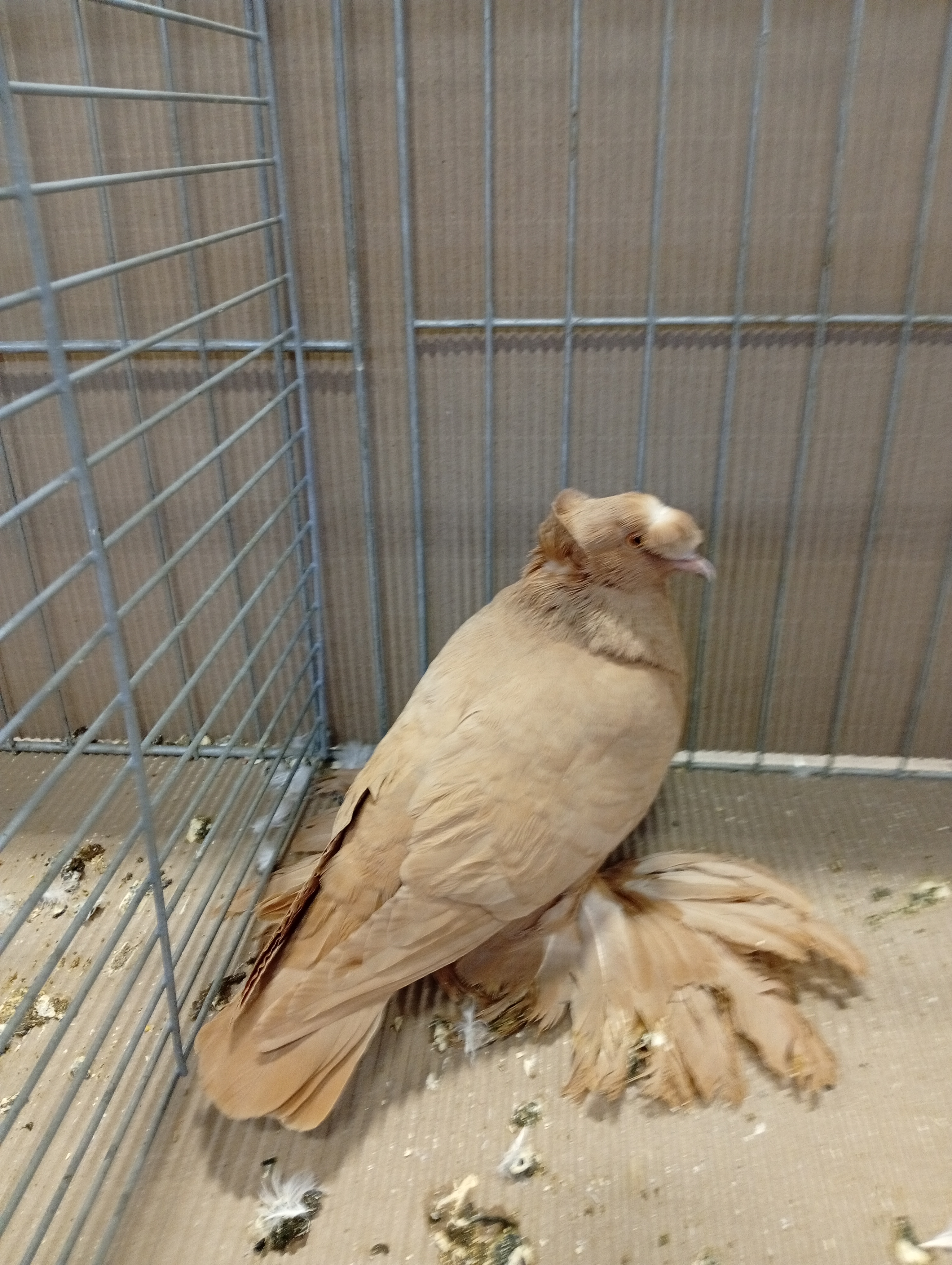 Lysá nad Labem 9 . - 10.1.2026 (2)