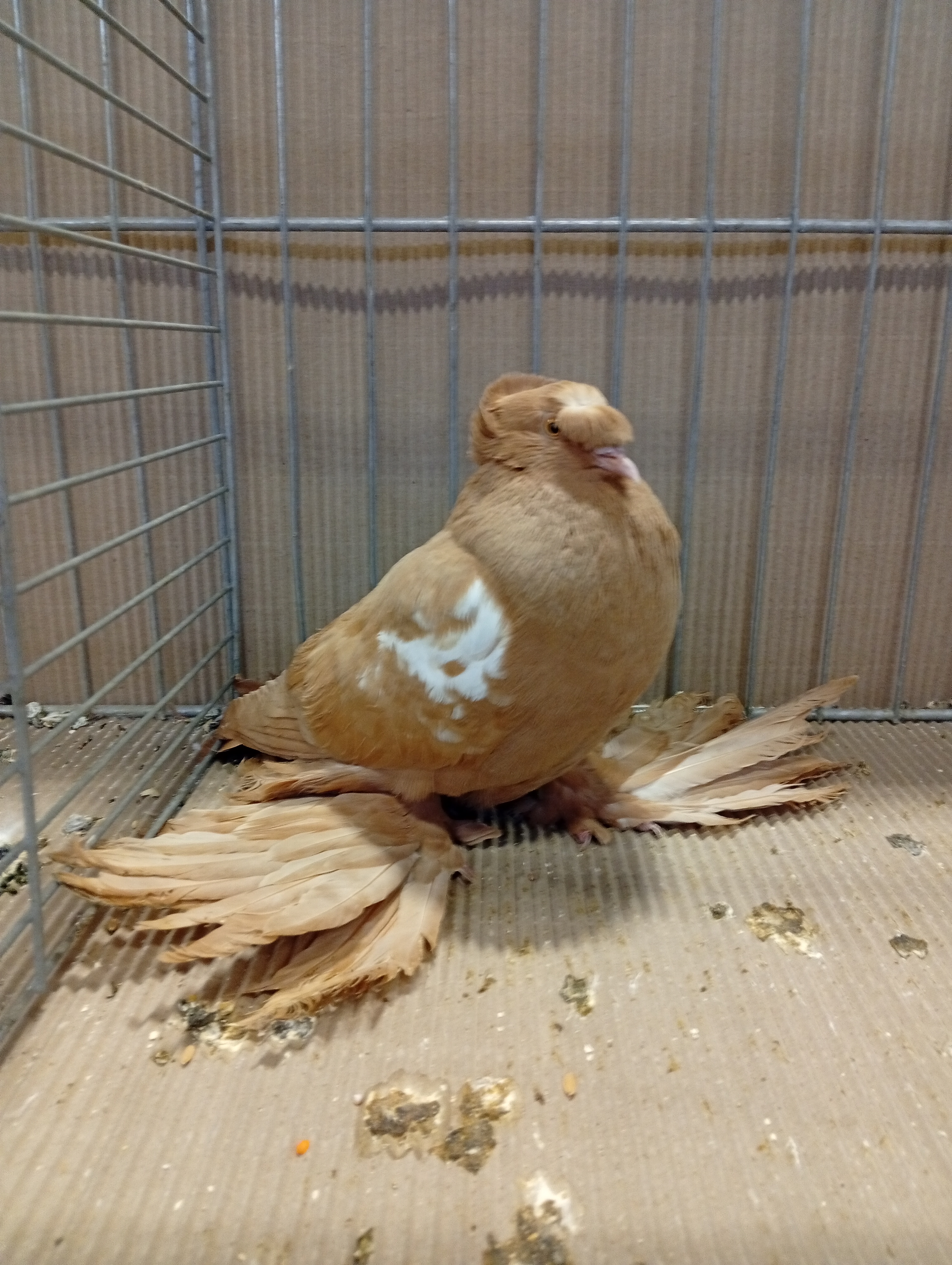 Lysá nad Labem 9 . - 10.1.2026 (3)