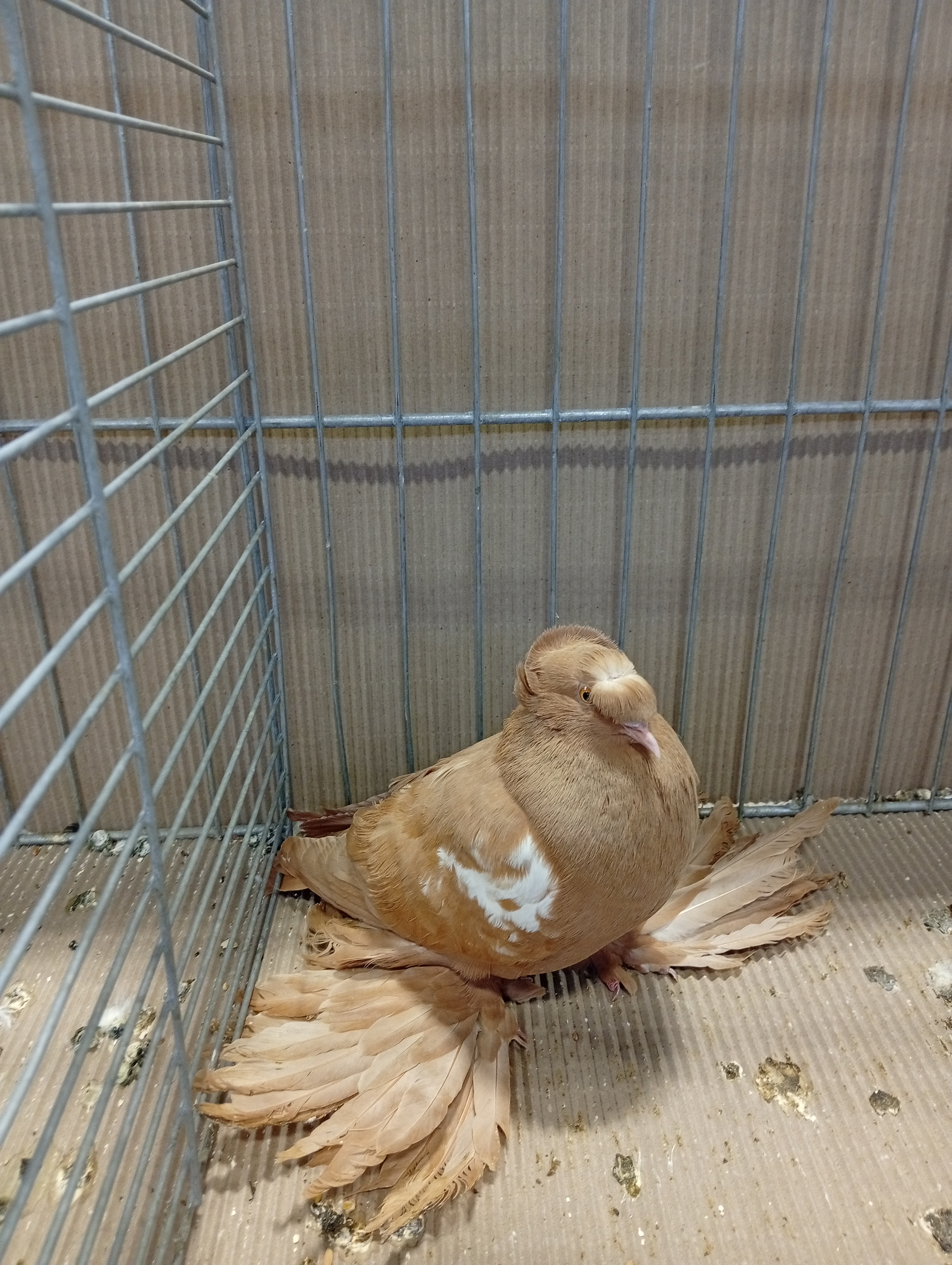 Lysá nad Labem 9 . - 10.1.2026 (4)