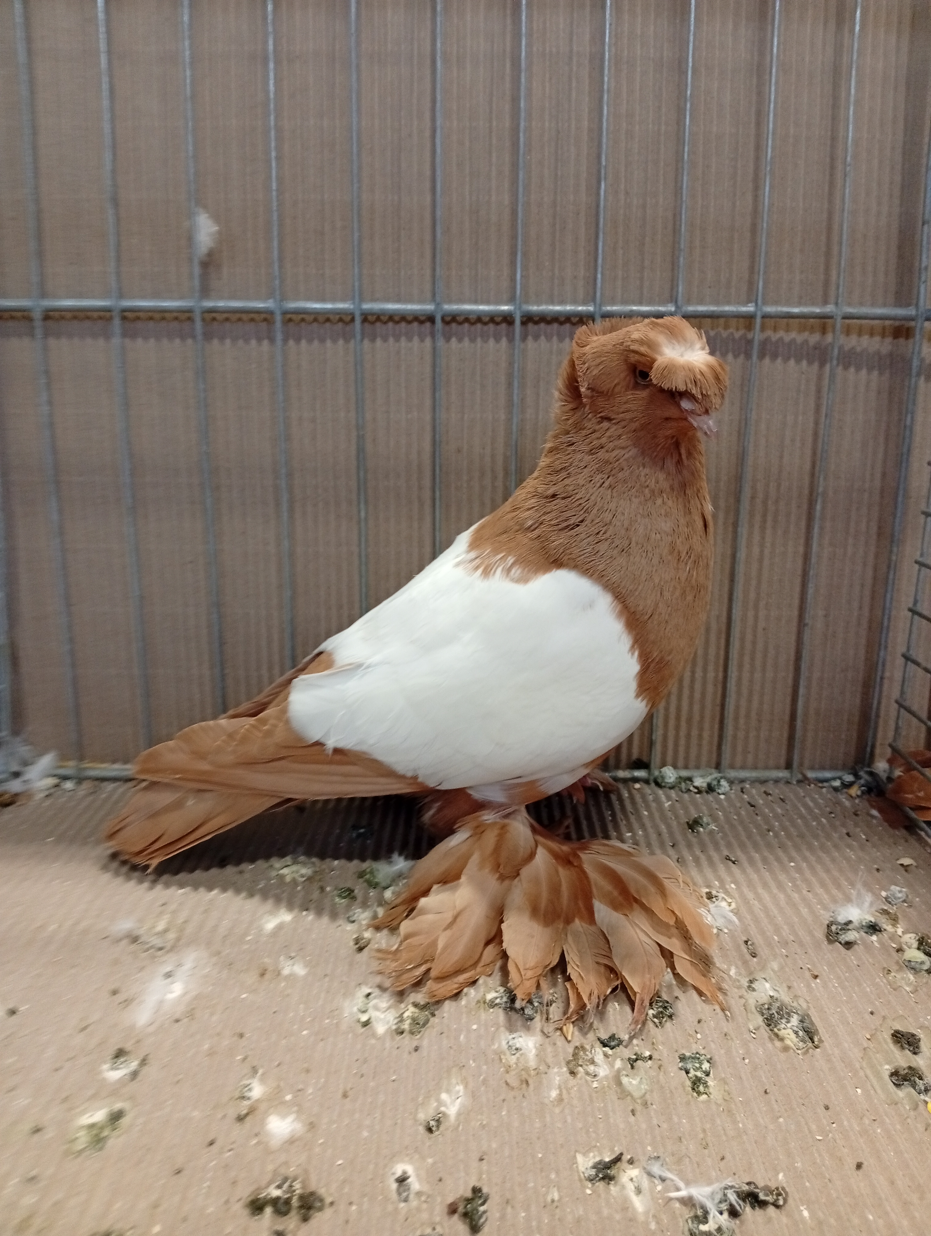 Lysá nad Labem 9 . - 10.1.2026 (5)