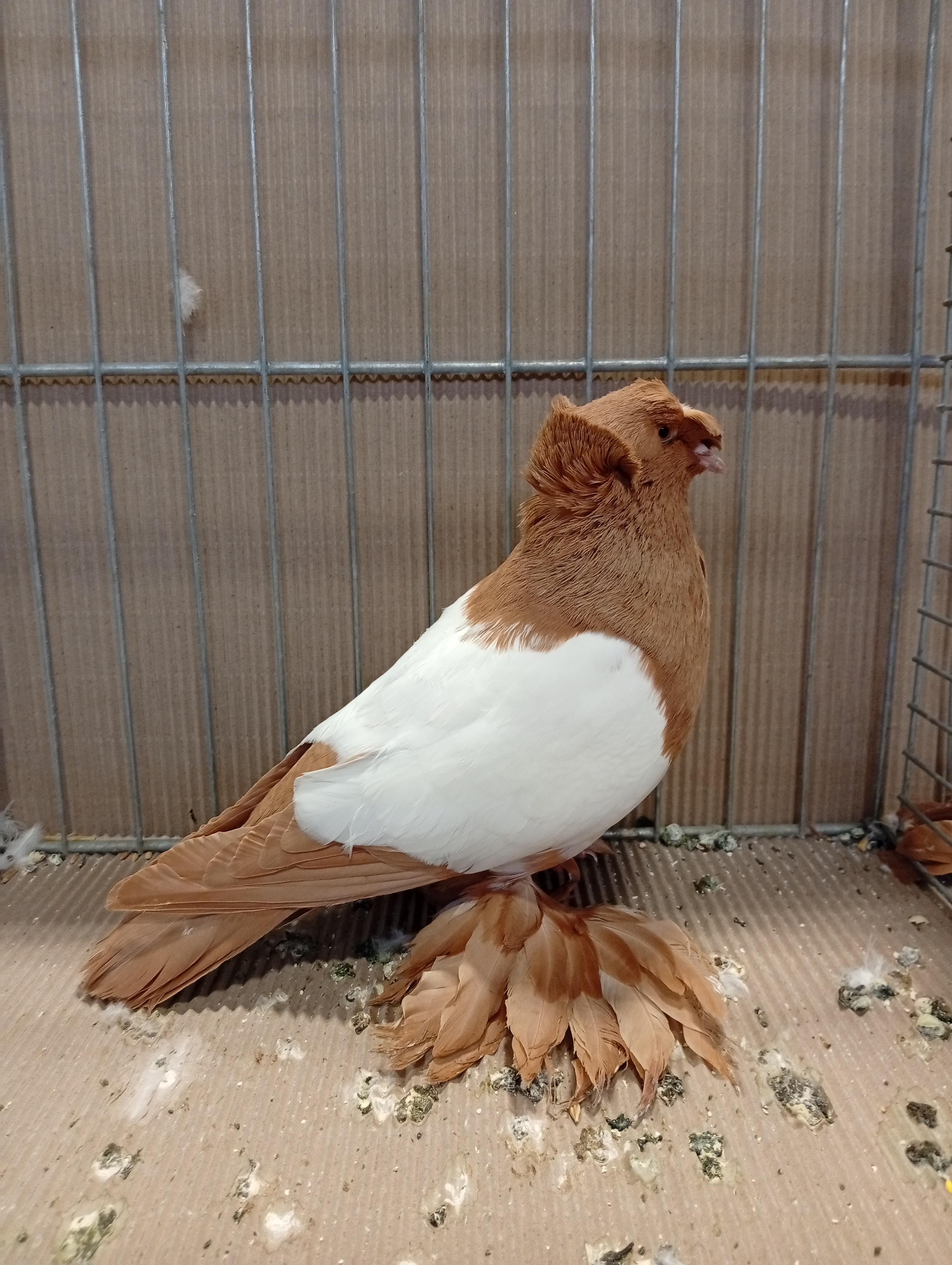 Lysá nad Labem 9 . - 10.1.2026 (6)