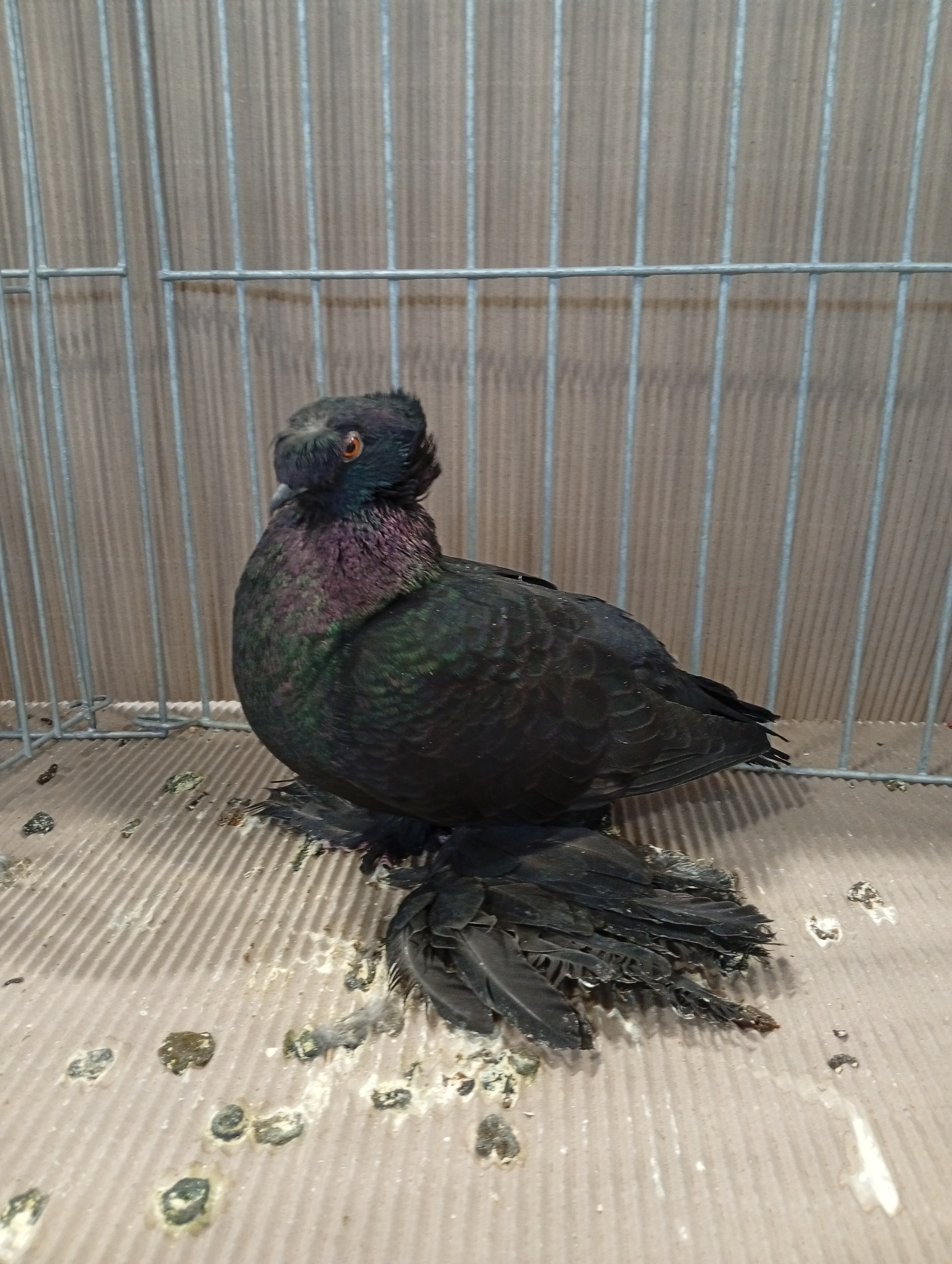 Lysá nad Labem 9 . - 10.1.2026 (7)