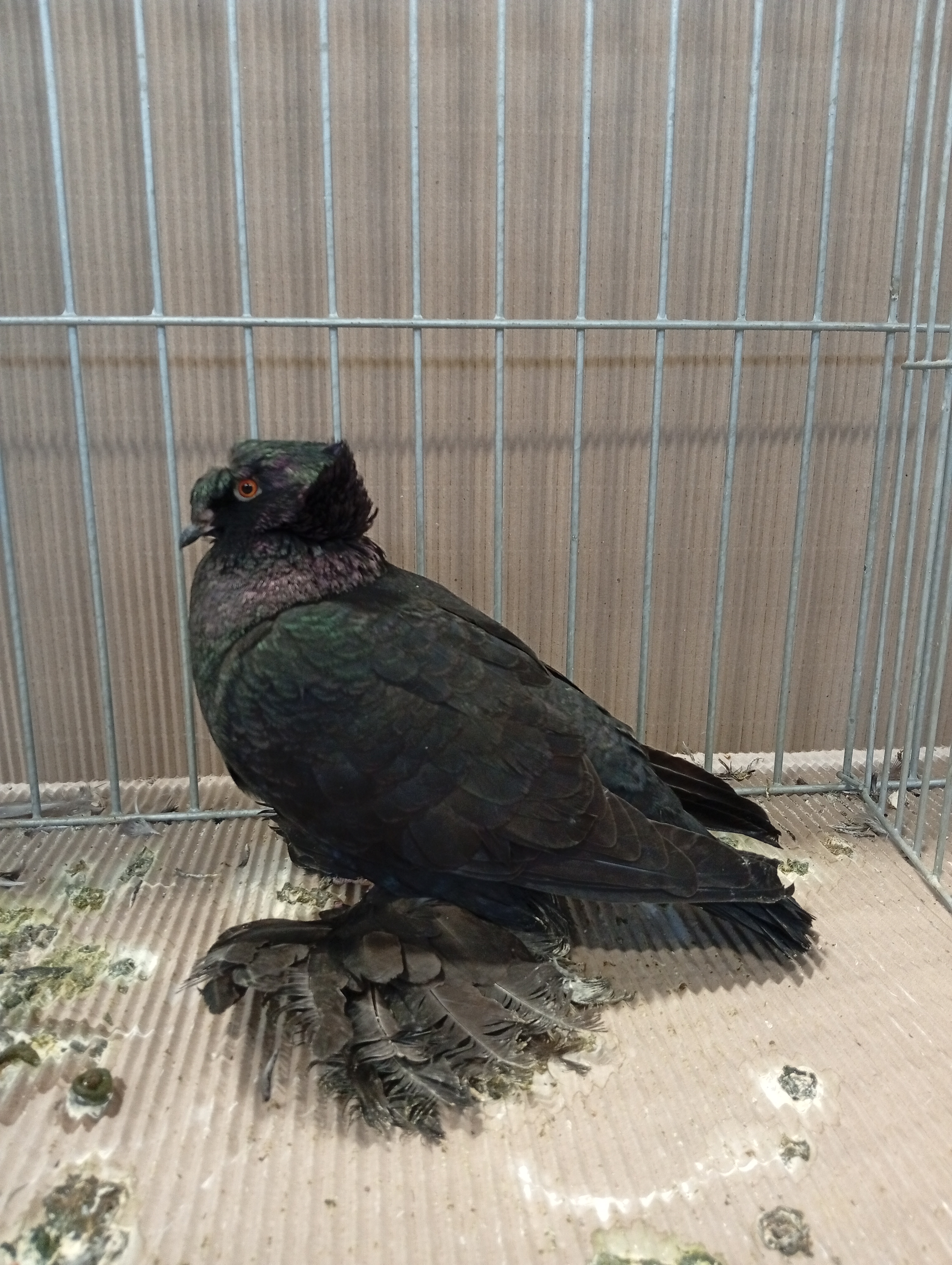 Lysá nad Labem 9 . - 10.1.2026 (8)