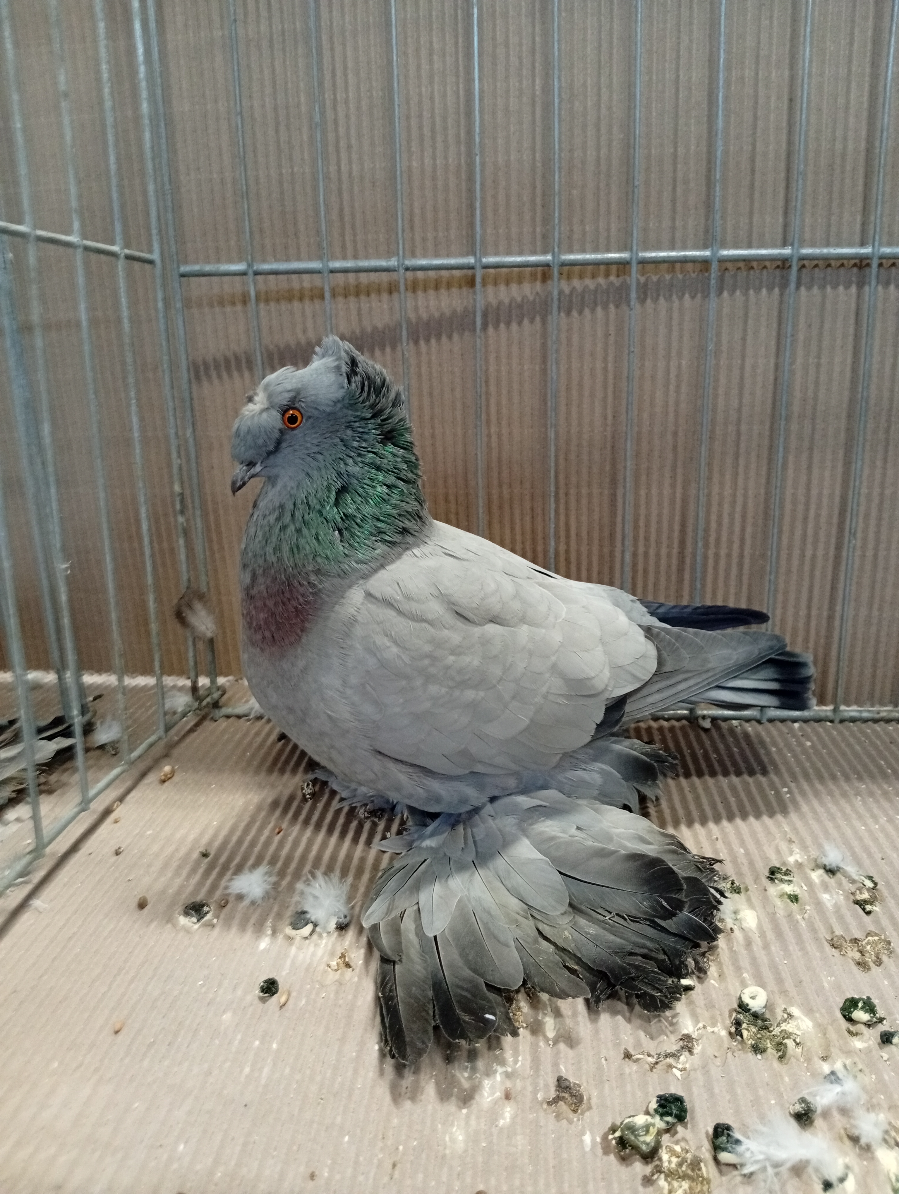 Lysá nad Labem 9 . - 10.1.2026 (10)