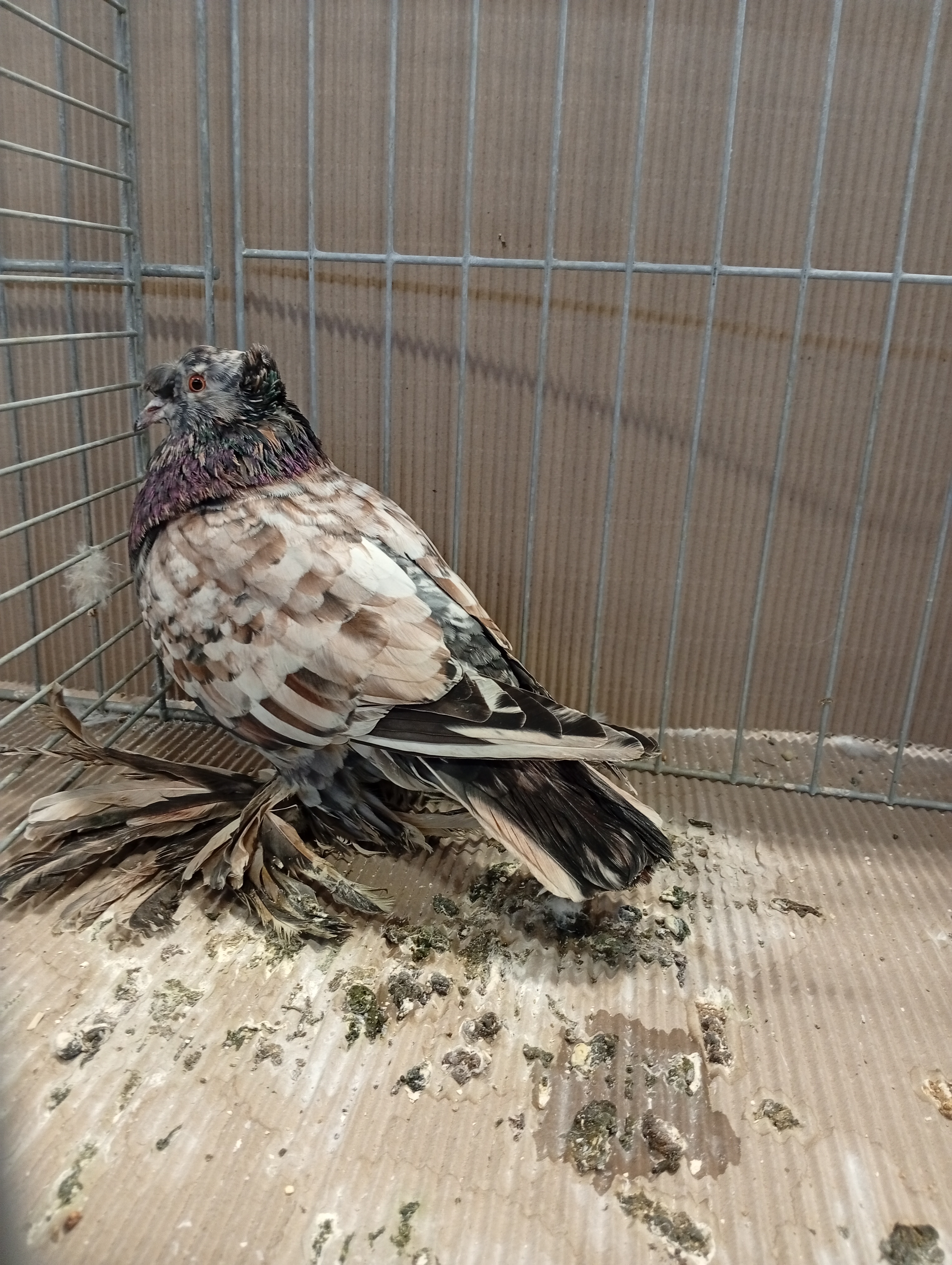 Lysá nad Labem 9 . - 10.1.2026 (12)